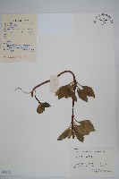 藏品(頂蕊三角咪)的圖片