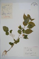 藏品(牯嶺鳳仙花)的圖片
