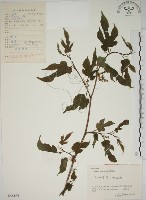 藏品(小桑樹)的圖片