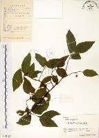 藏品(朴樹)的圖片