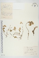 藏品(凹葉景天)的圖片