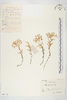 藏品(垂盆草)的圖片