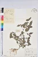 藏品(鐵莧菜)的圖片