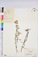 藏品(大戟)的圖片