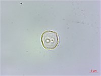 藏品(樓梯草)的圖片