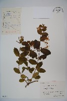 藏品(忍冬、金銀花)的圖片