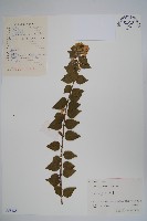 藏品(臺灣糯米條)的圖片