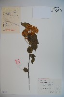 藏品(莢迷)的圖片