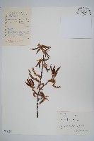 藏品(雷公鵝耳櫪)的圖片