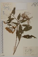 藏品(堅葉紫菀)的圖片