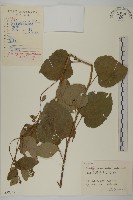 藏品(短冠東鳳菜)的圖片