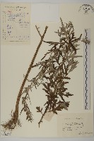 藏品(艾)的圖片