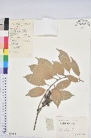 藏品(子彈石櫟)的圖片