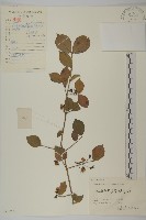 藏品(衛矛)的圖片