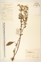 藏品(一枝黃花)的圖片