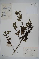 藏品(密毛假黃楊)的圖片