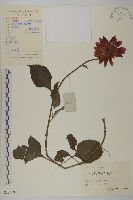 藏品(大麗花)的圖片