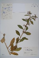 藏品(江南山梗菜)的圖片