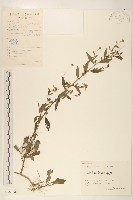 藏品(雞兒腸)的圖片