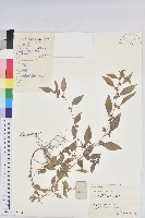 藏品(鐵莧菜)的圖片