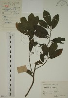 藏品(鈍齒鼠李)的圖片