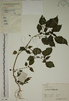 藏品(燈籠草)的圖片