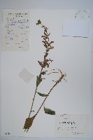 藏品(江南山梗菜)的圖片