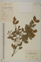 藏品(無柄衛矛)的圖片