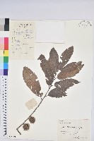 藏品(茅栗)的圖片