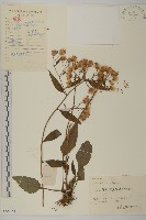 藏品(山白蘭)的圖片