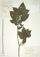 藏品(山黃梔)的圖片