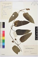 藏品(亨利氏鐵線蓮)的圖片