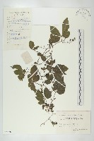 藏品(絞股藍)的圖片