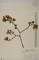 藏品(南蛇藤)的圖片