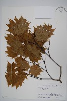 藏品(團扇槭)的圖片