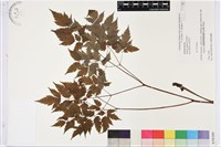 藏品(類葉升麻)的圖片