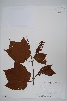 藏品(褐脈槭)的圖片