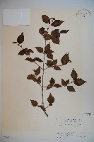 藏品(基隆莢迷)的圖片