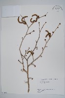 藏品(日本榛)的圖片