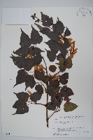 藏品(山楂葉槭)的圖片