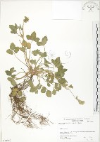 藏品(蛇莓、地莓、龍吐珠)的圖片