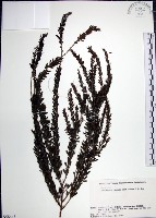 藏品(鐵掃帚、千里光)的圖片