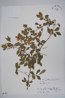 藏品(莫羅氏忍冬)的圖片