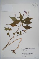 藏品(野鳳仙花)的圖片