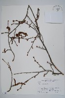 藏品(日本榛)的圖片