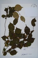 藏品(日本榛)的圖片