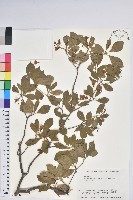 藏品(鐘鈴花、美鈴兒花、黃吊鐘花、鈴兒花)的圖片