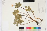 藏品(鵝掌草)的圖片