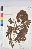 藏品(岩大戟)的圖片