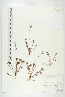 藏品(圓葉茅膏菜)的圖片